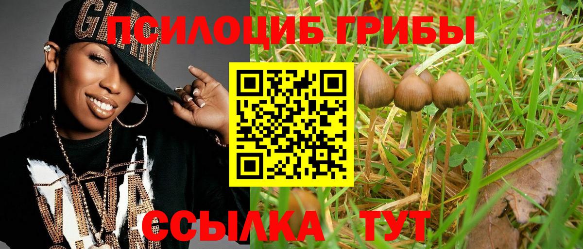 Псилоцибиновые грибы Psilocybe Тара